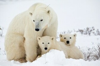 Polar Bear HD Wallpaper