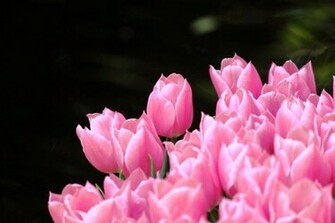 Pink Tulips Wallpaper