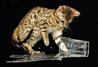 Bengal Cat Wallpaper