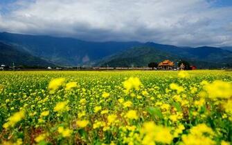 Field Of Flowers Wallpaper