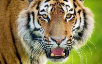 Tiger Face Wallpaper