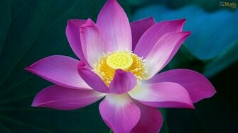 L Tus Rosa Papel De Parede Wallpaper Flor