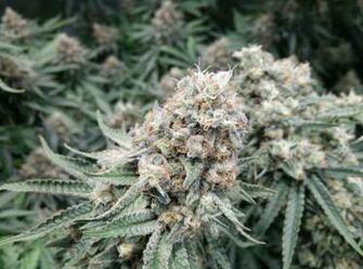 Pineapple Express 56f Critical Kush In The Background