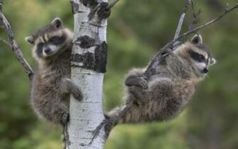 Raccoons Computer Wallpaper Desktop Background