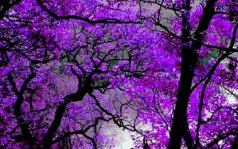 Violet Desktop Wallpaper High Definition Quality