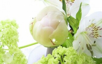 Peony Wallpaper