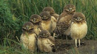 Canada Grass Burrowing Owl Chicks Saskatchewan Wallpaper