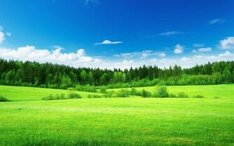 Green HD Desktop Wallpaper Nature