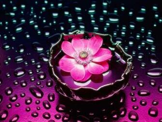 HD Desktop Wallpaper Pink Flower