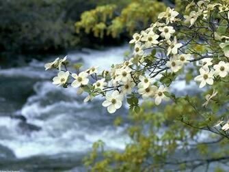 Dogwood At Yosemite Park California Trees