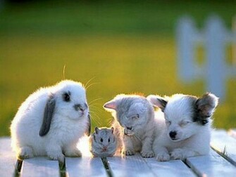 Baby Animal Wallpaper