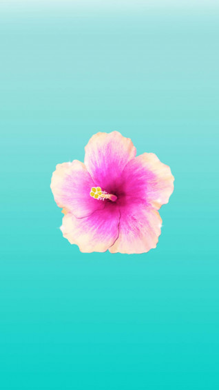 Hibiscus Aesthetic Wallpaper