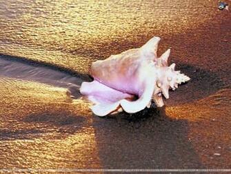 Seashells Wallpaper