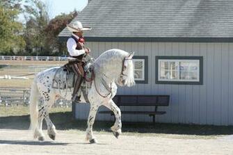 Rare And Beautiful Horses You Ve Never Seen Before Fuzzfix