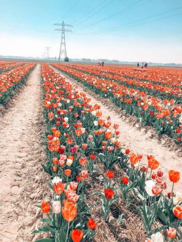 A Non Touristy Guide To The Tulip Fields In Netherlands