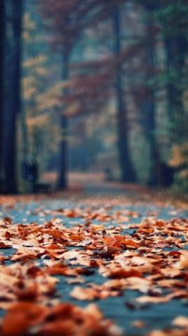 Amazing Fall Wallpaper Background For iPhone In