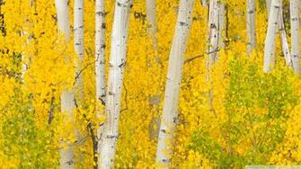 Golden Aspens Rocky Mountains Colorado 4k HD Desktop