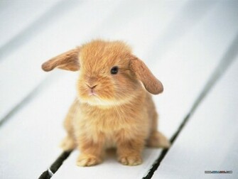 Bunny Wallpaper Rabbits