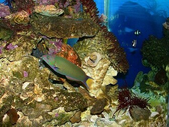 Tropical Fish Wallpaper iPhone