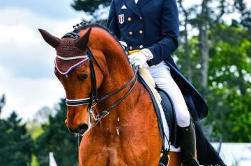 Dressage Horse Insurance Kay Cassell Equine