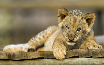 Lion Cub Wallpaper