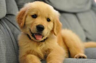 Cute Baby Golden Retriever Puppiescute Puppy Retrievers Photo