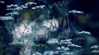 Winter Flowers Wallpaper