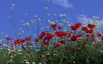 Poppies Wallpaper