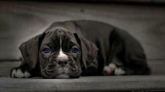 Boxer Dog Wallpaper