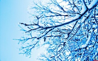 Snow Covered Trees HD Wallpaper E Entertainment