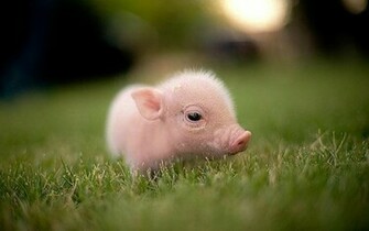 Piglet High Quality And Resolution Wallpaper On