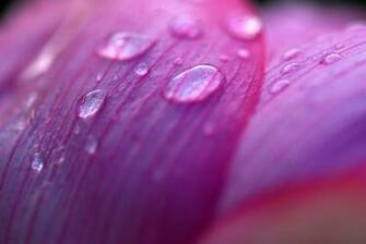 Lavender Drops Desktop Pc And Mac Wallpaper