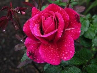 Roses Screensaver Screensavers