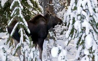 Moose Deer Winter Snow Wallpaper