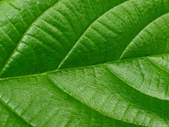 Green Leaf Wallpaper