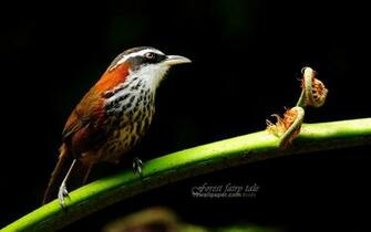 Pin Branches Birds Small Scimitar Babbler Wallpaper On