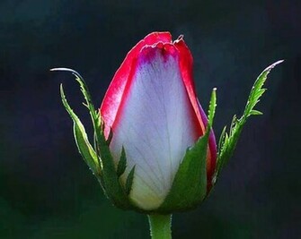 Cool Rose Flowers Image Wallpaper Online HD Pictures