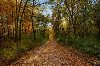 Autumn Forest Trail Background High Quality Background