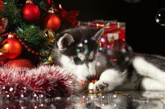 Better Approach To Giving The Family A Puppy For Christmas