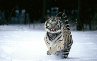 Running White Tiger Wallpaper Nature