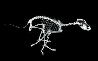 This X Ray Wallpaper