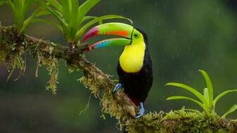 Toucan Bird Wallpaper HD Widescreen