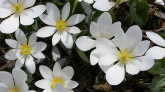 Pretty White Flowers Wallpaper