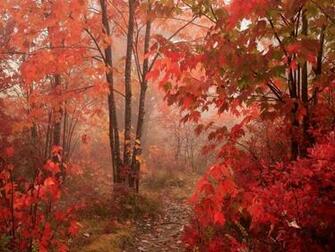 Widescreen Background Wallpaper Cool Romantic Picture Nature Fall