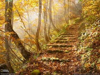 Autumn Leaves Japan This Is Available X