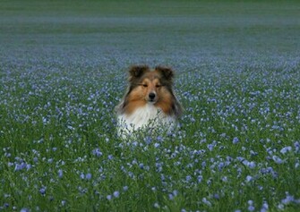 Sheltie Puppies Wallpaper Shetland Sheepdog