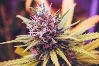 Cannabis Pictures Image