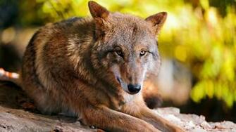 Wolf Resting Wallpaper