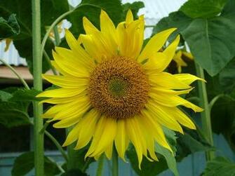 7art Flowers Clipart And Wallpaper Royalty Image Sunflower