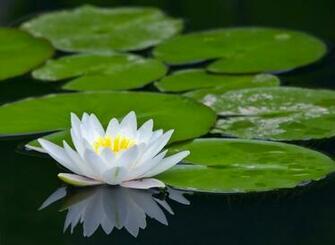 Lily Pad Wallpaper